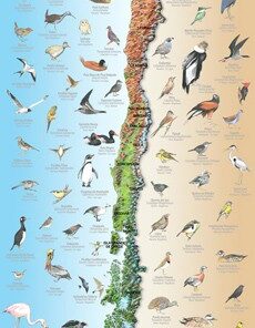MAPA AVES DE CHILE. INTERPRETACIONES MAGICAS DE UN LARGO Y ANGOSTO PAIS REAL